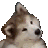 Pup