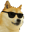 Cool doge