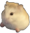 Rat